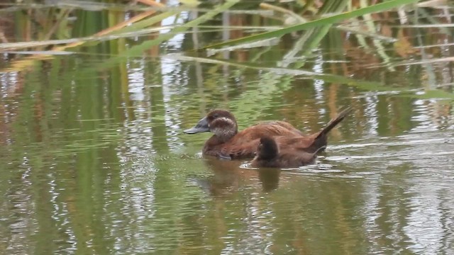 White-headed Duck - ML637940966