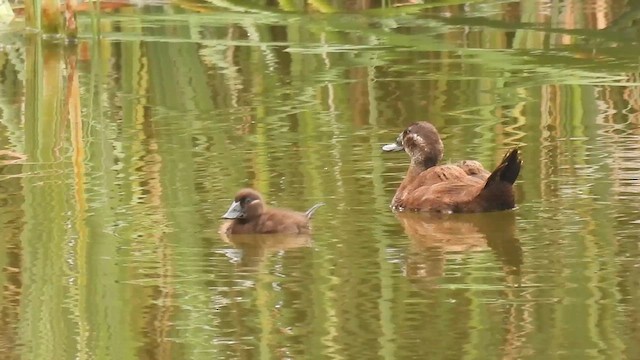 White-headed Duck - ML637940970