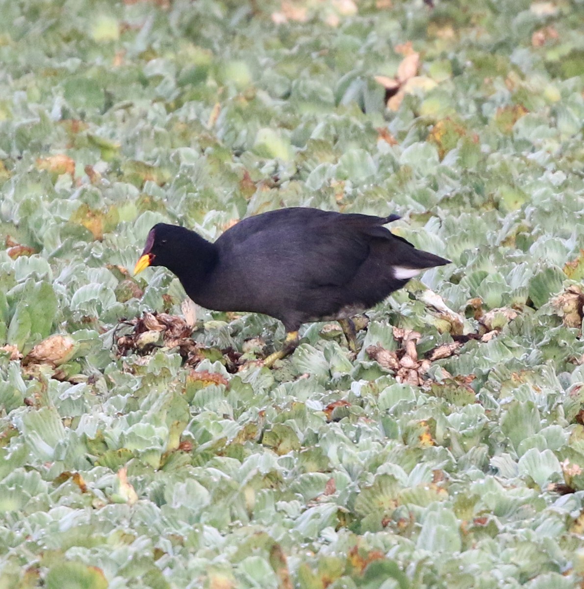 Red-fronted Coot - ML637940971