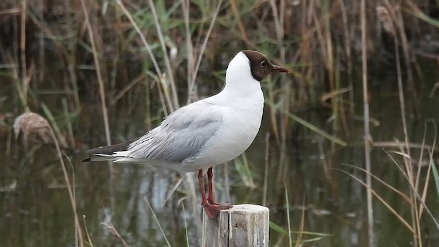 Black-headed Gull - ML637940983
