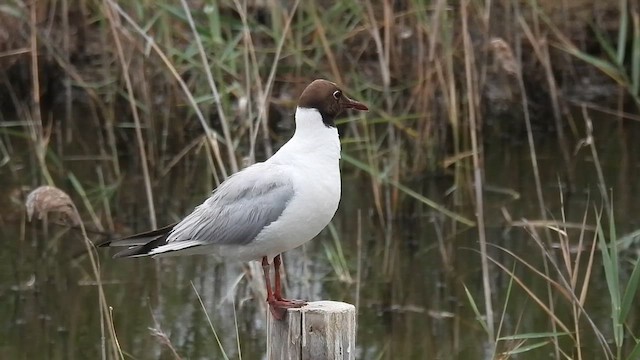 Black-headed Gull - ML637940987