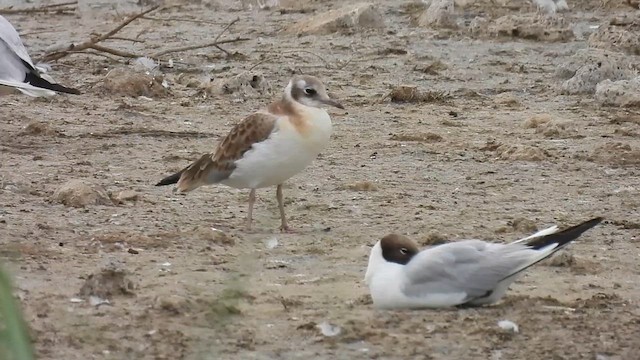 Black-headed Gull - ML637940988