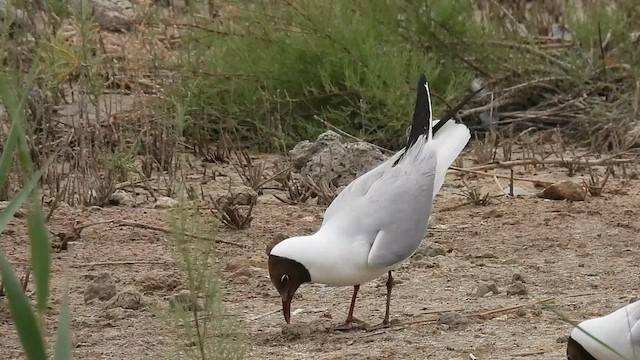 Black-headed Gull - ML637940991