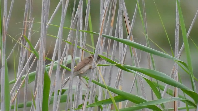 Common Reed Warbler - ML637941025