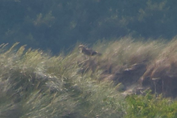 Short-toed Snake-Eagle - ML637941028
