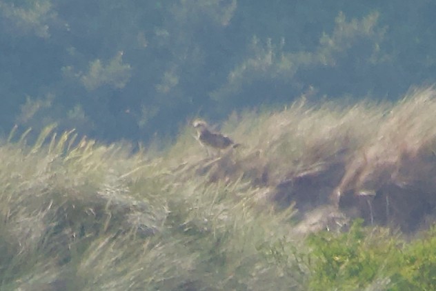 Short-toed Snake-Eagle - ML637941029