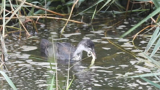 Eurasian Coot - ML637941058