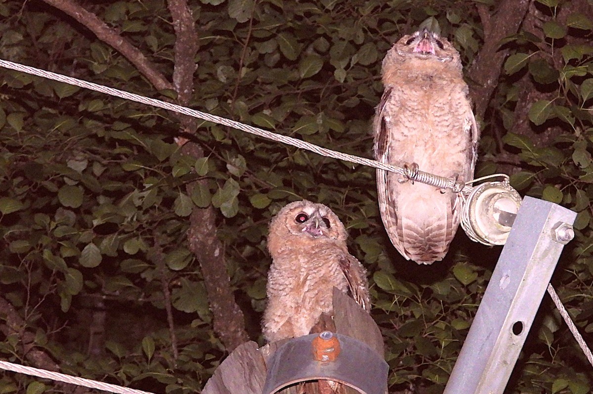 Tawny Owl - ML637941163