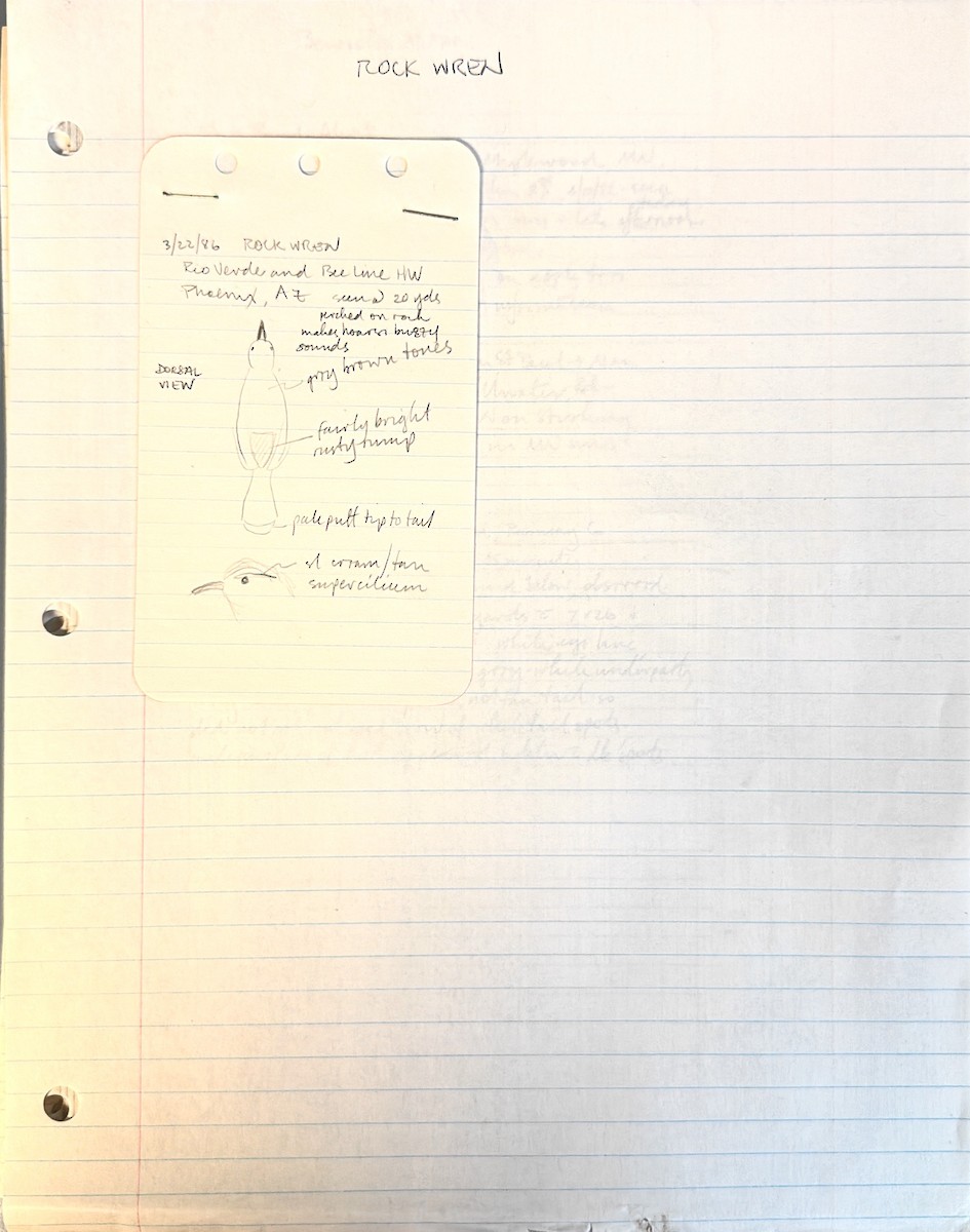 Rock Wren - ML637941177