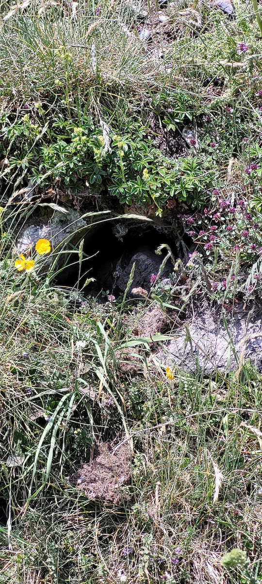 Coal Tit - ML637941184