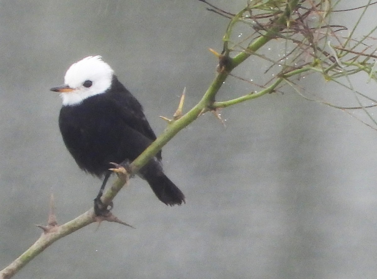 White-headed Marsh Tyrant - ML637941215