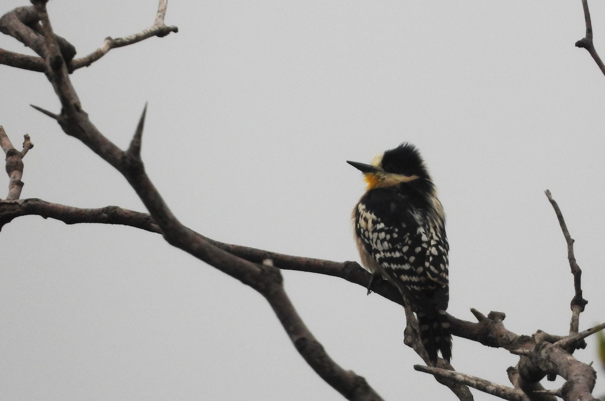 White-fronted Woodpecker - ML637941231