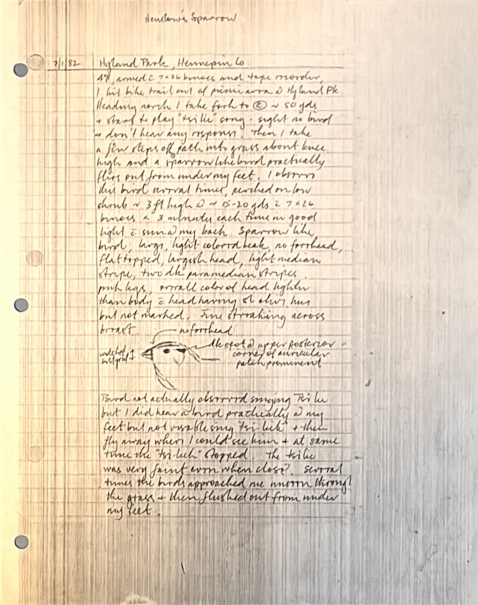 Henslow's Sparrow - ML637941244