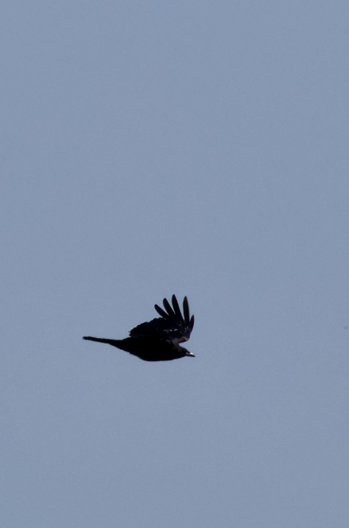 Common Raven - ML637941305