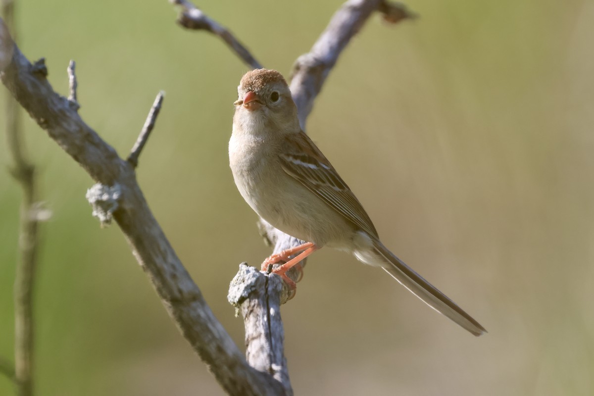 Field Sparrow - ML637941317