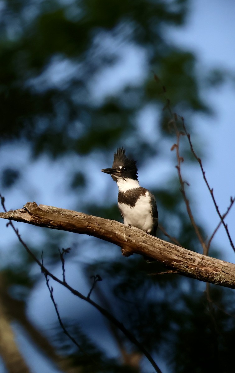 Belted Kingfisher - ML637941340