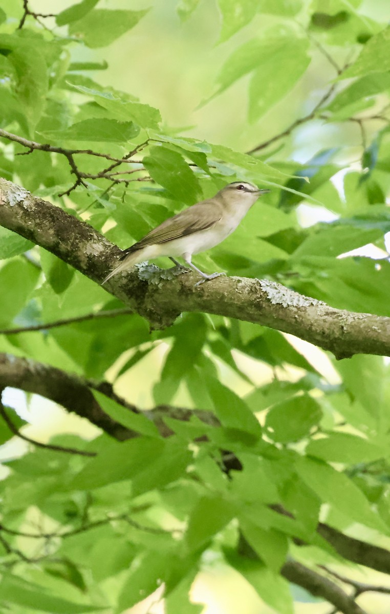 Red-eyed Vireo - ML637941363