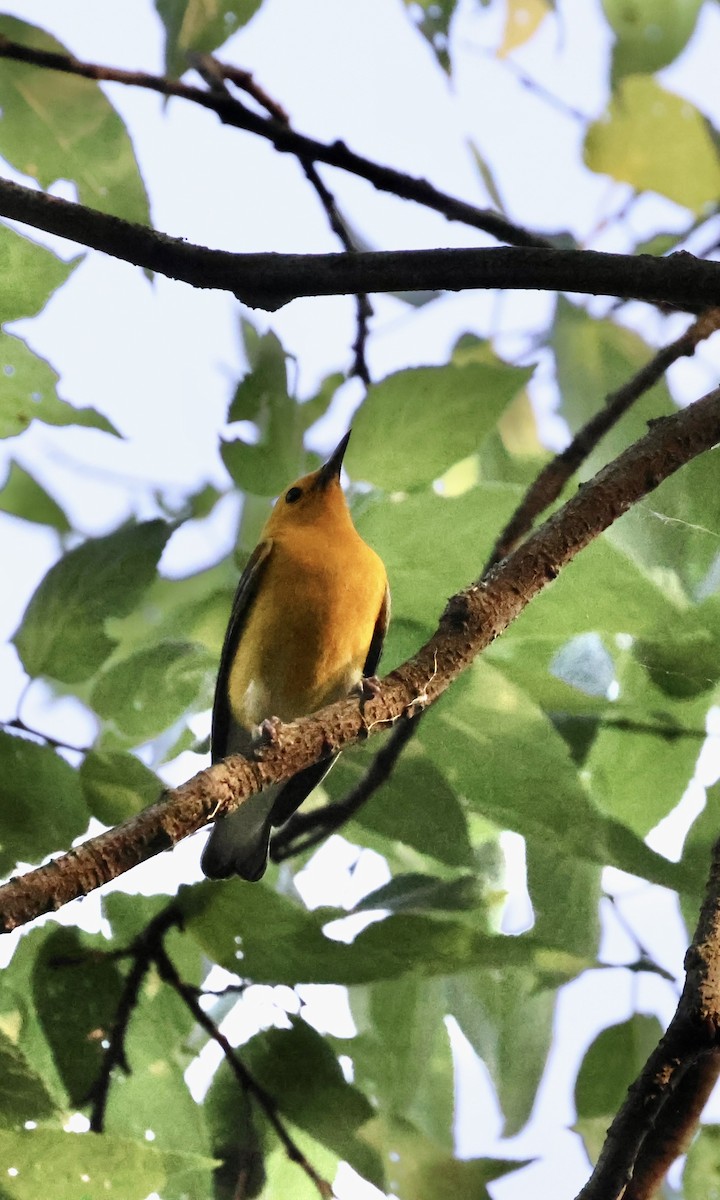 Prothonotary Warbler - ML637941386