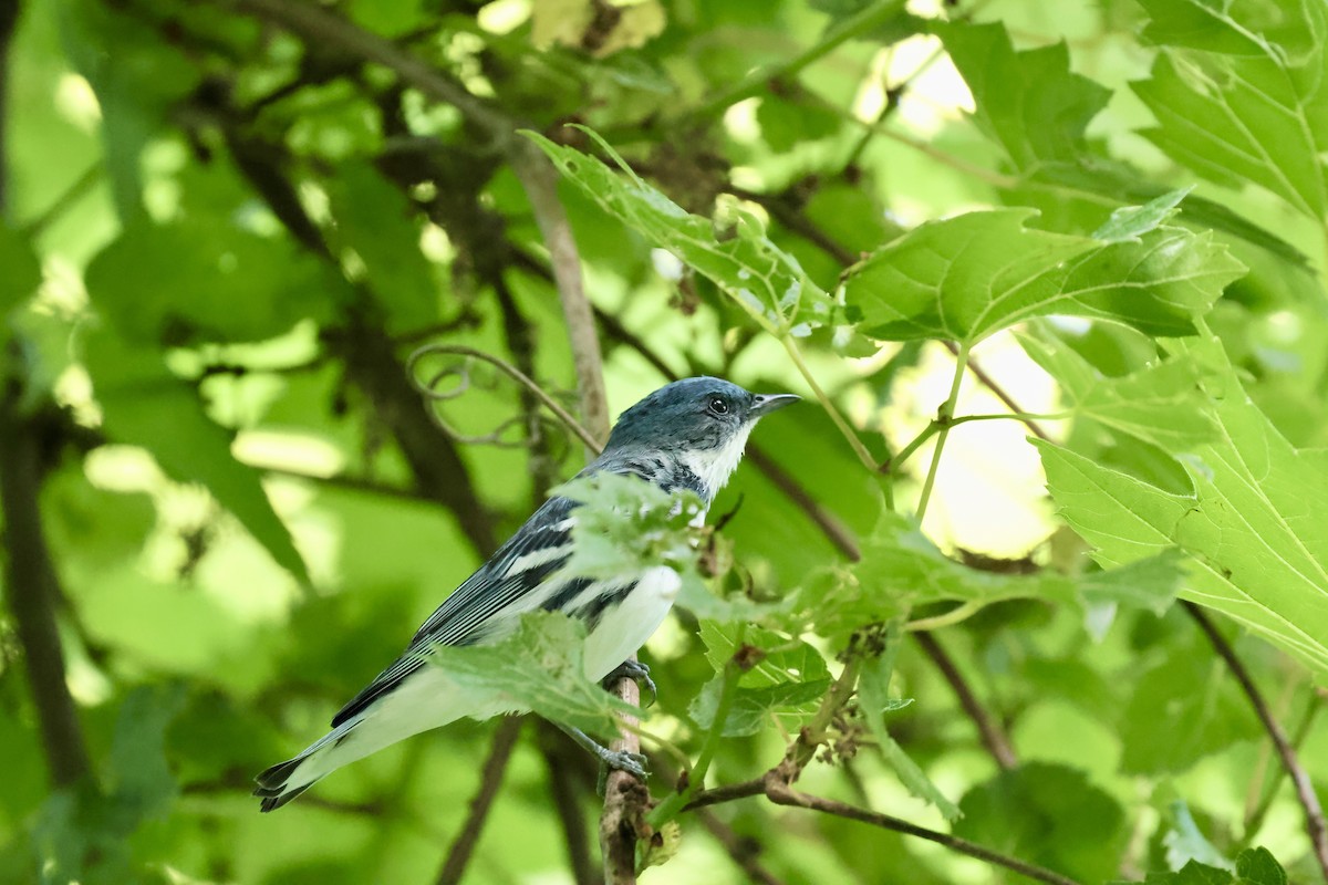 Cerulean Warbler - ML637941400