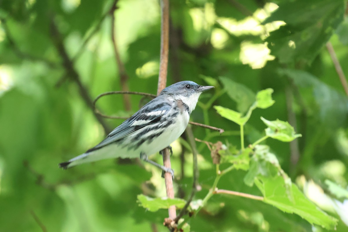 Cerulean Warbler - ML637941401