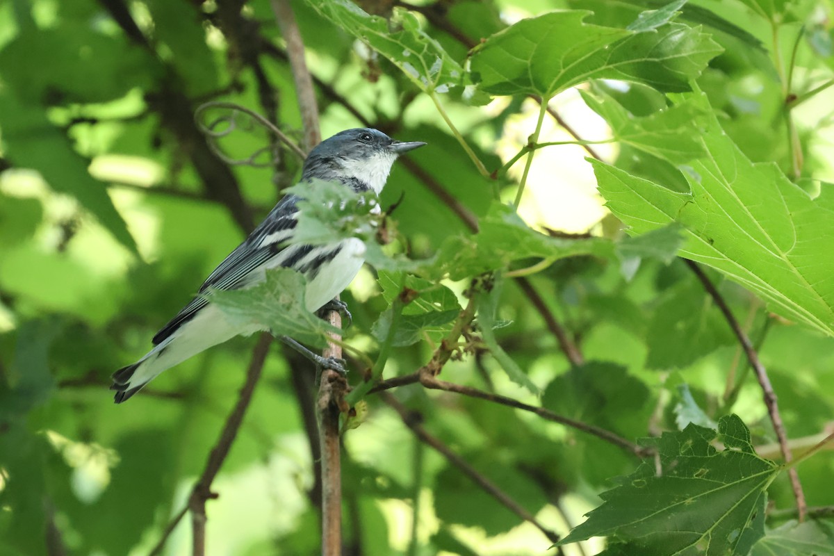 Cerulean Warbler - ML637941402