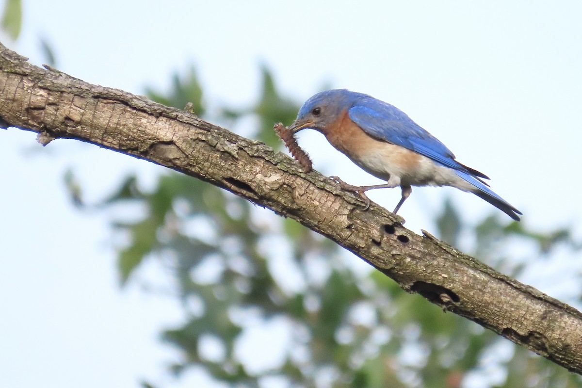 Eastern Bluebird - ML637941403