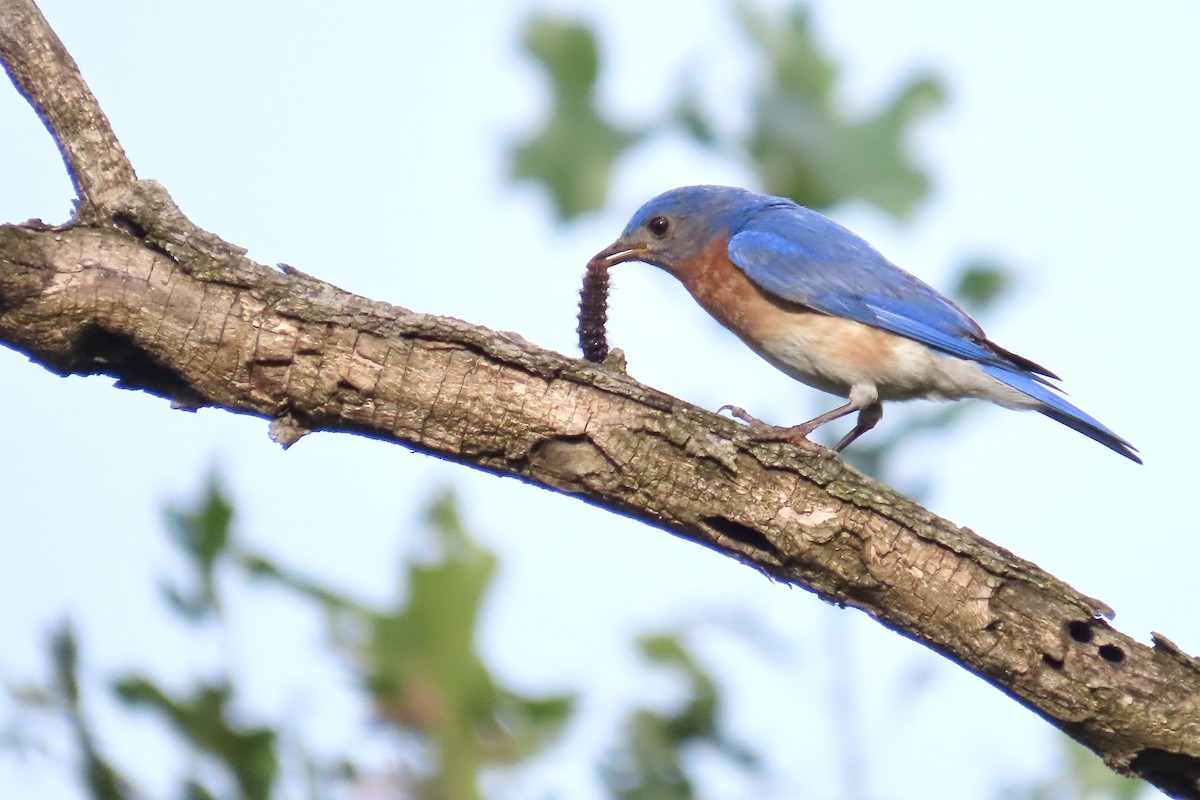 Eastern Bluebird - ML637941404