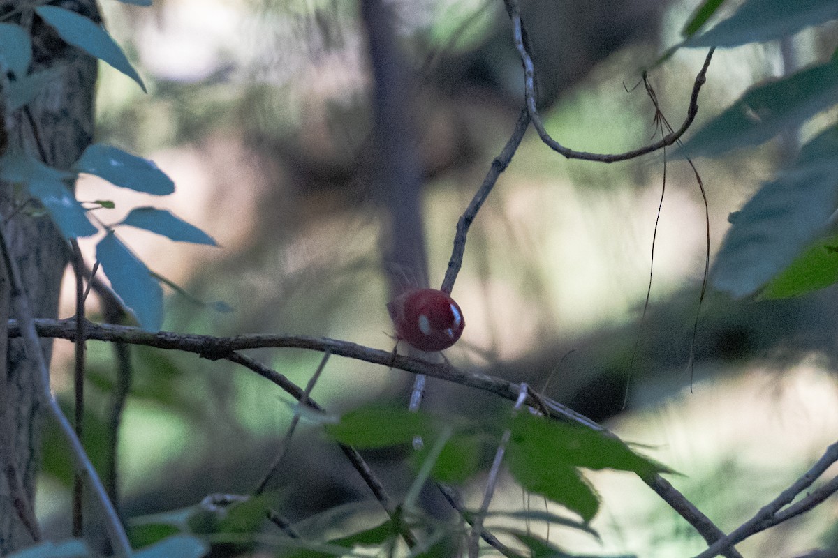 Red Warbler - ML637941409