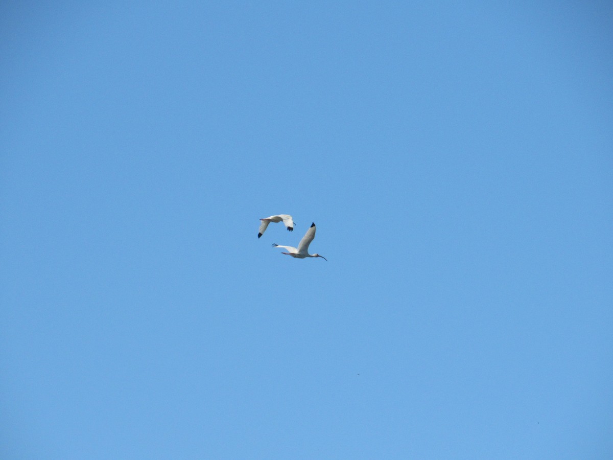 Ibis zuria - ML637941506