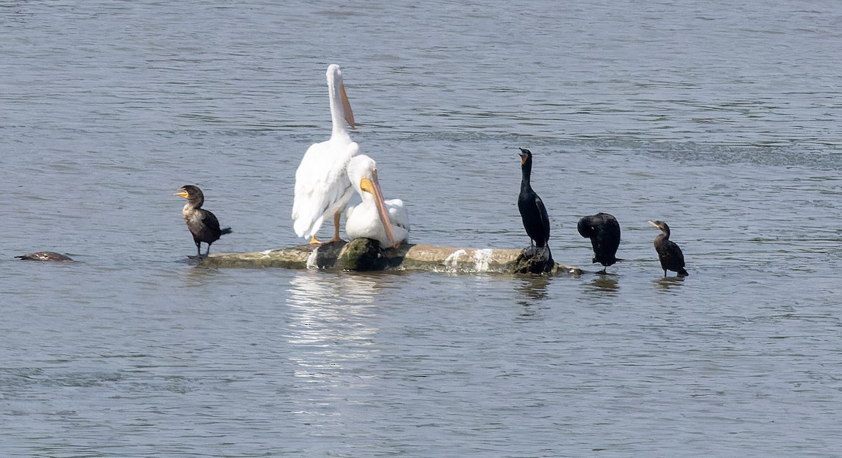 Neotropic Cormorant - ML637941507