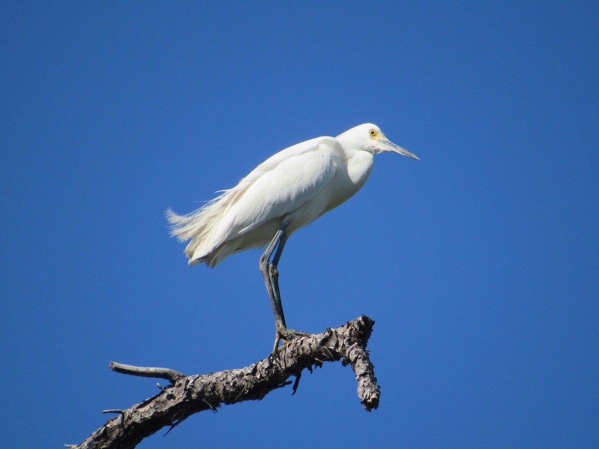 Snowy Egret - ML637941515