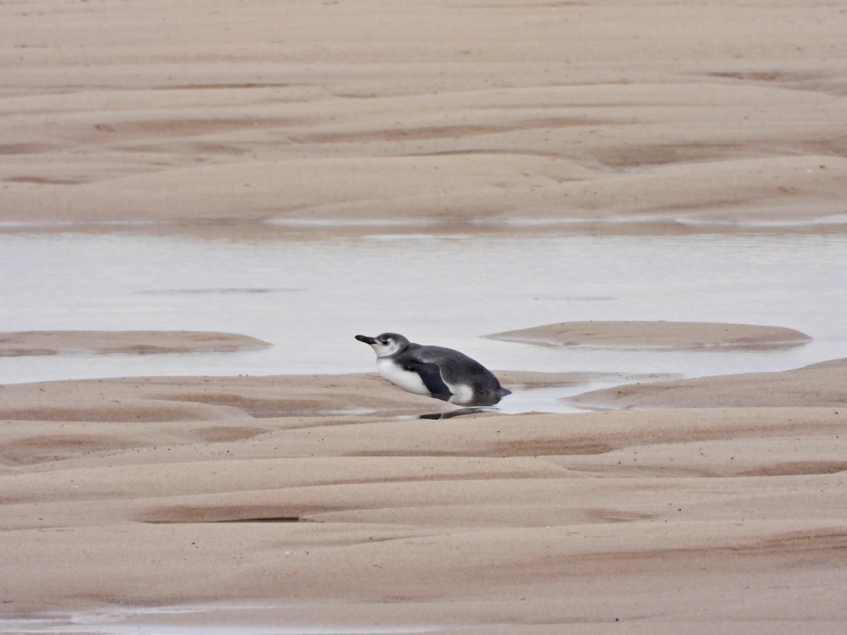 Magellanpinguin - ML637941544