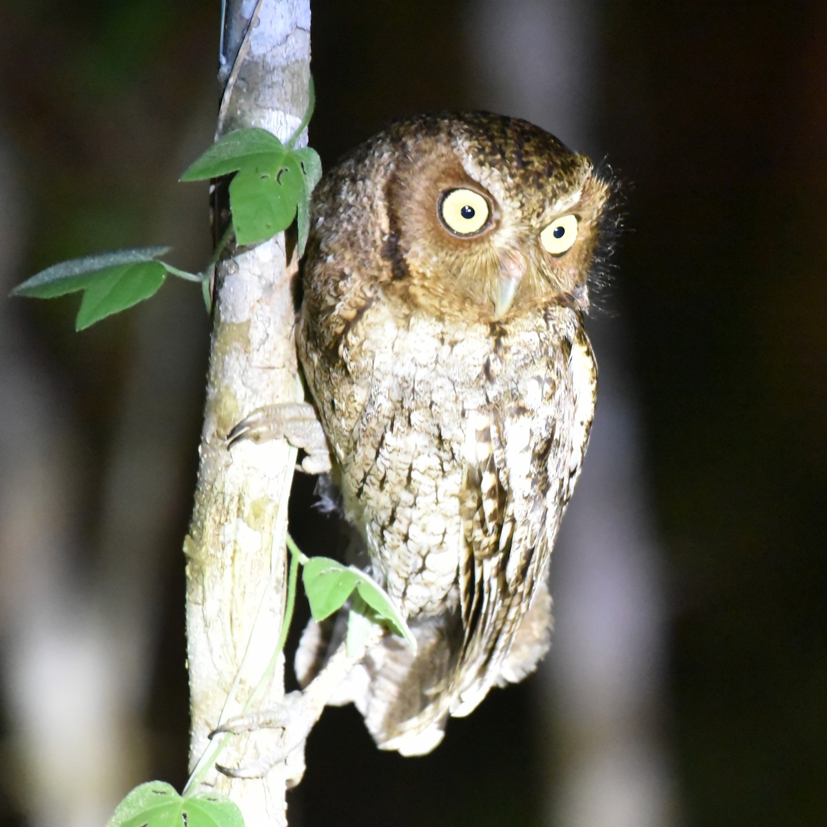 Middle American Screech-Owl - ML637941584