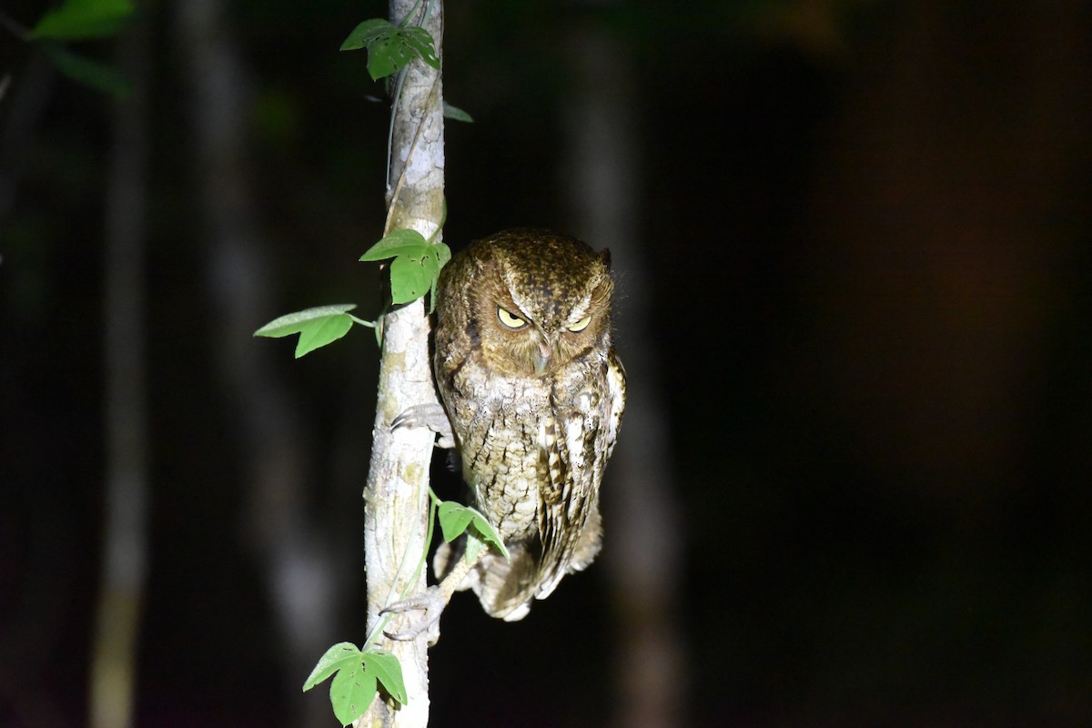 Middle American Screech-Owl - ML637941587