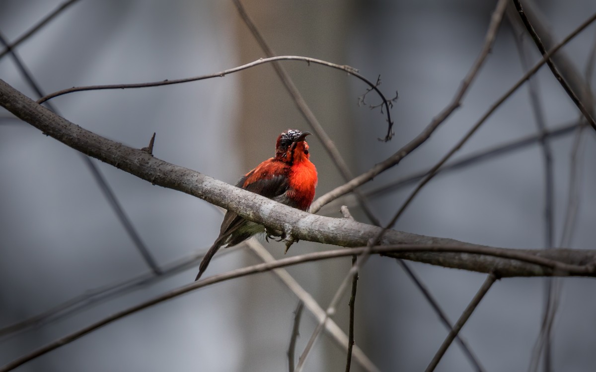 Crimson Sunbird - ML637941637