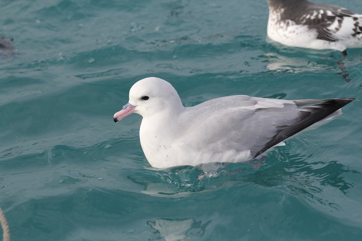 Southern Fulmar - ML637941655