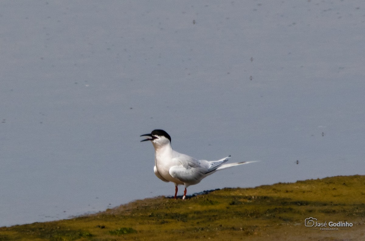 Roseate Tern - ML637941659