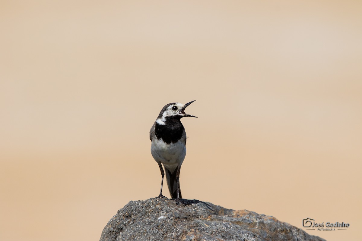 White Wagtail - ML637941677