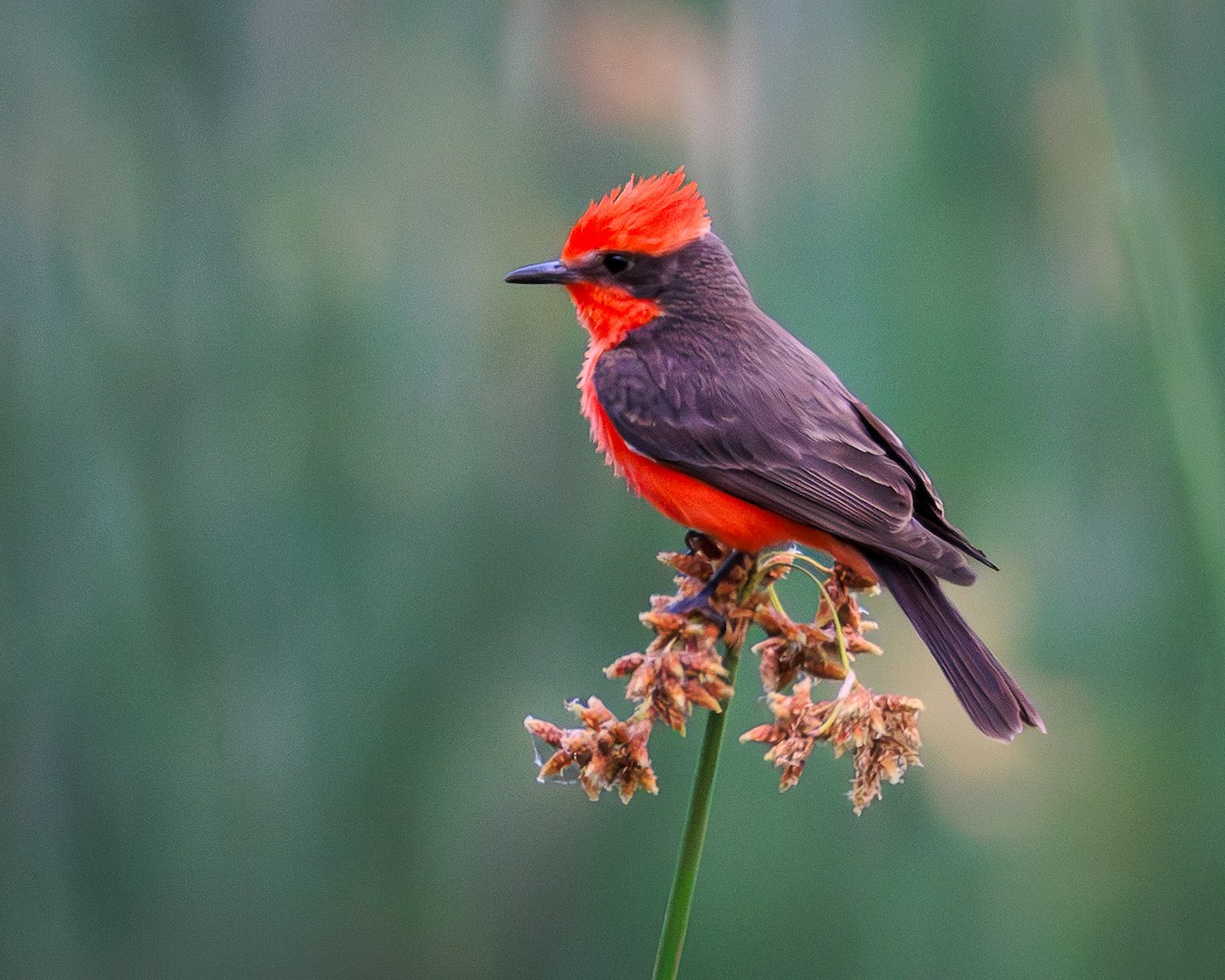 Vermilion Flycatcher - ML637941684