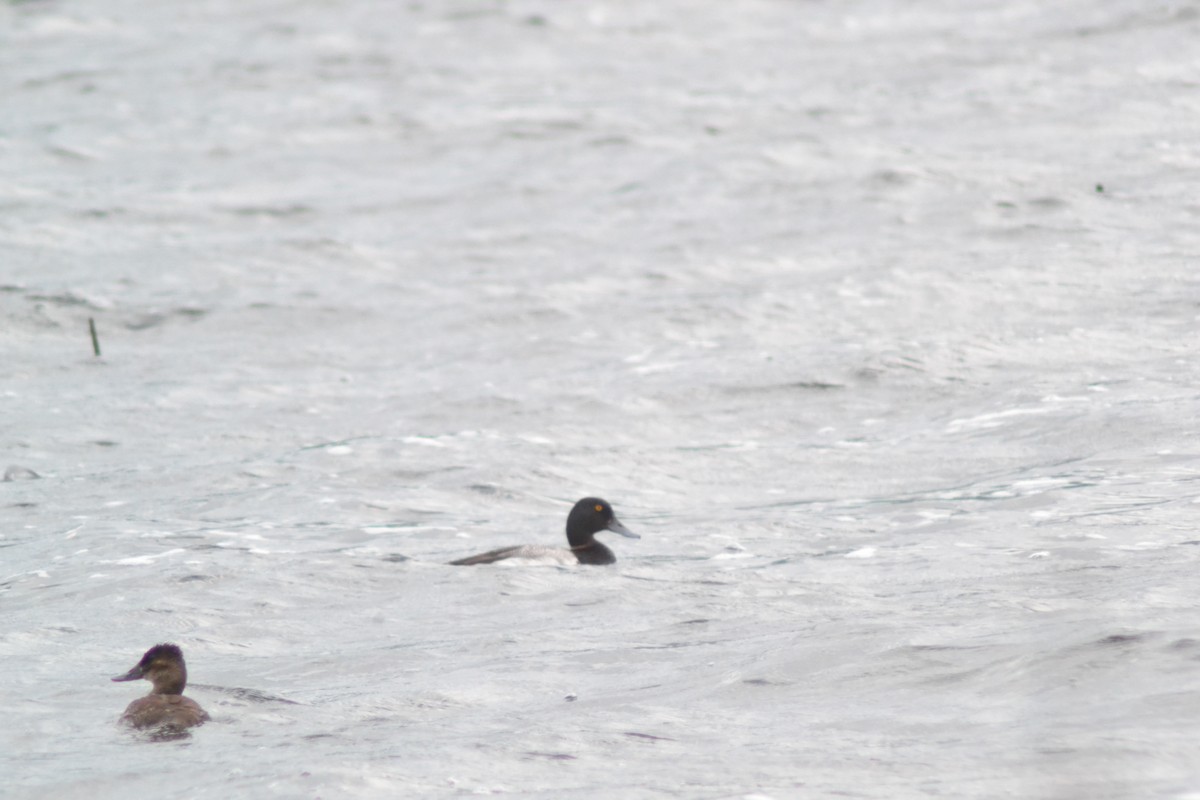 Greater/Lesser Scaup - ML637941694