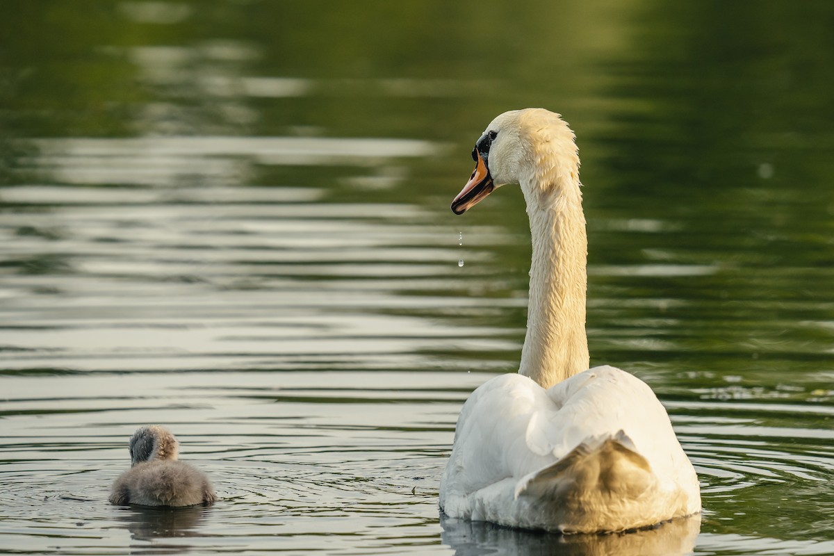 Хуруут хун - ML637941695