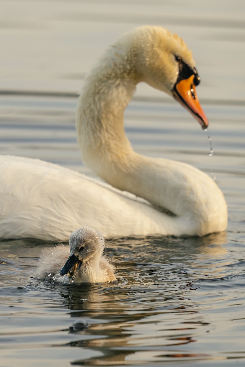 Хуруут хун - ML637941697