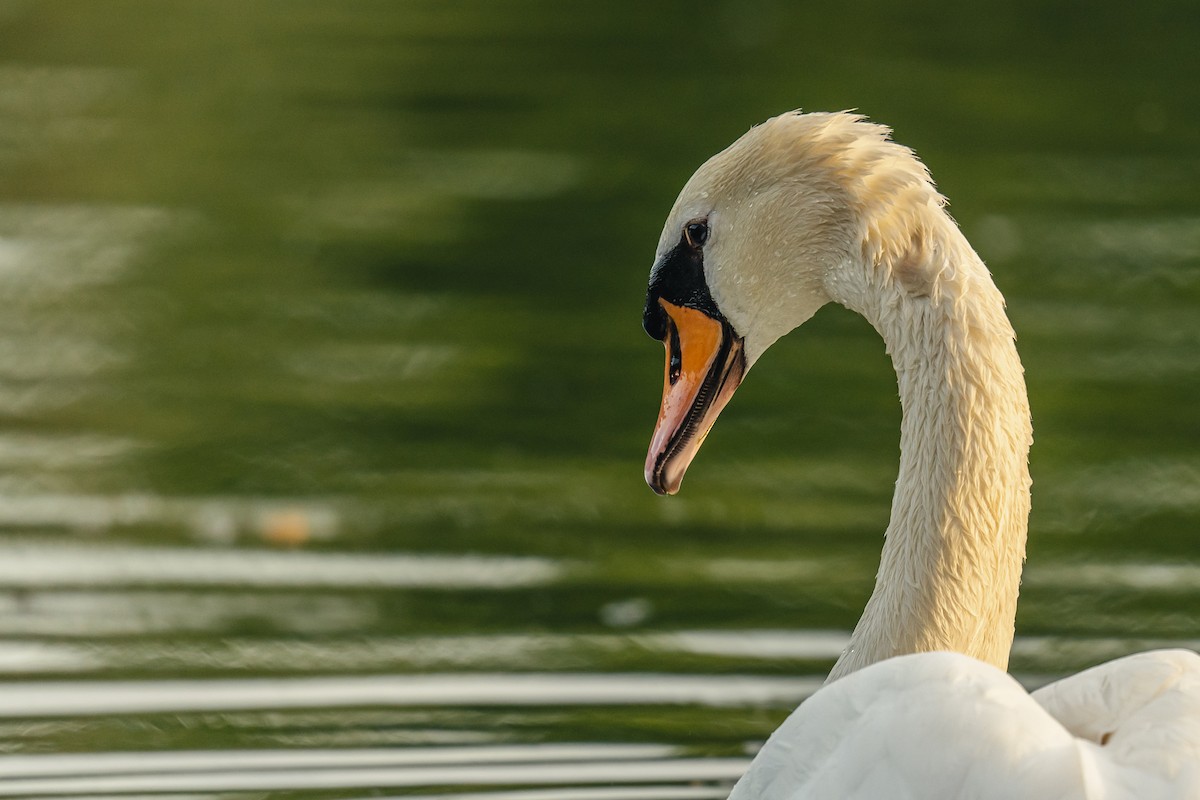 Хуруут хун - ML637941698