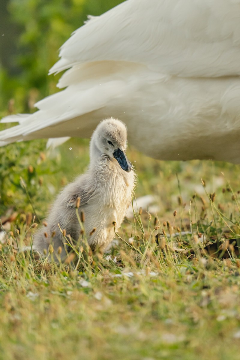 Хуруут хун - ML637941699