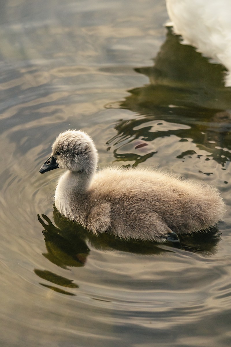 Хуруут хун - ML637941700