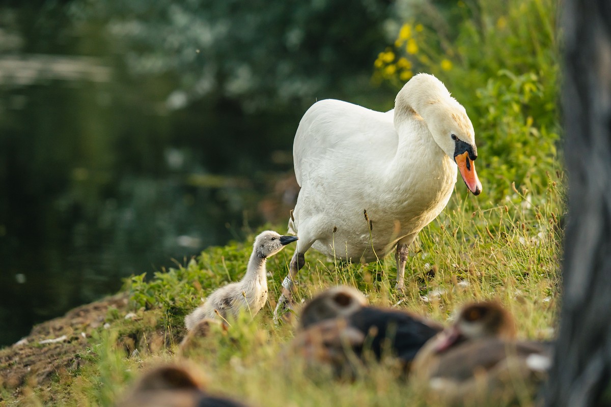 Хуруут хун - ML637941702