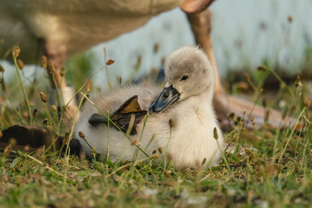 Хуруут хун - ML637941703