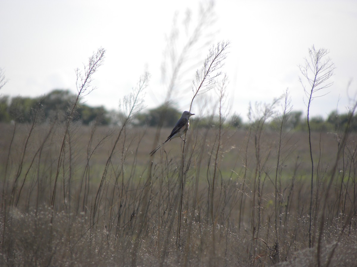 Scissor-tailed Flycatcher - ML637941709