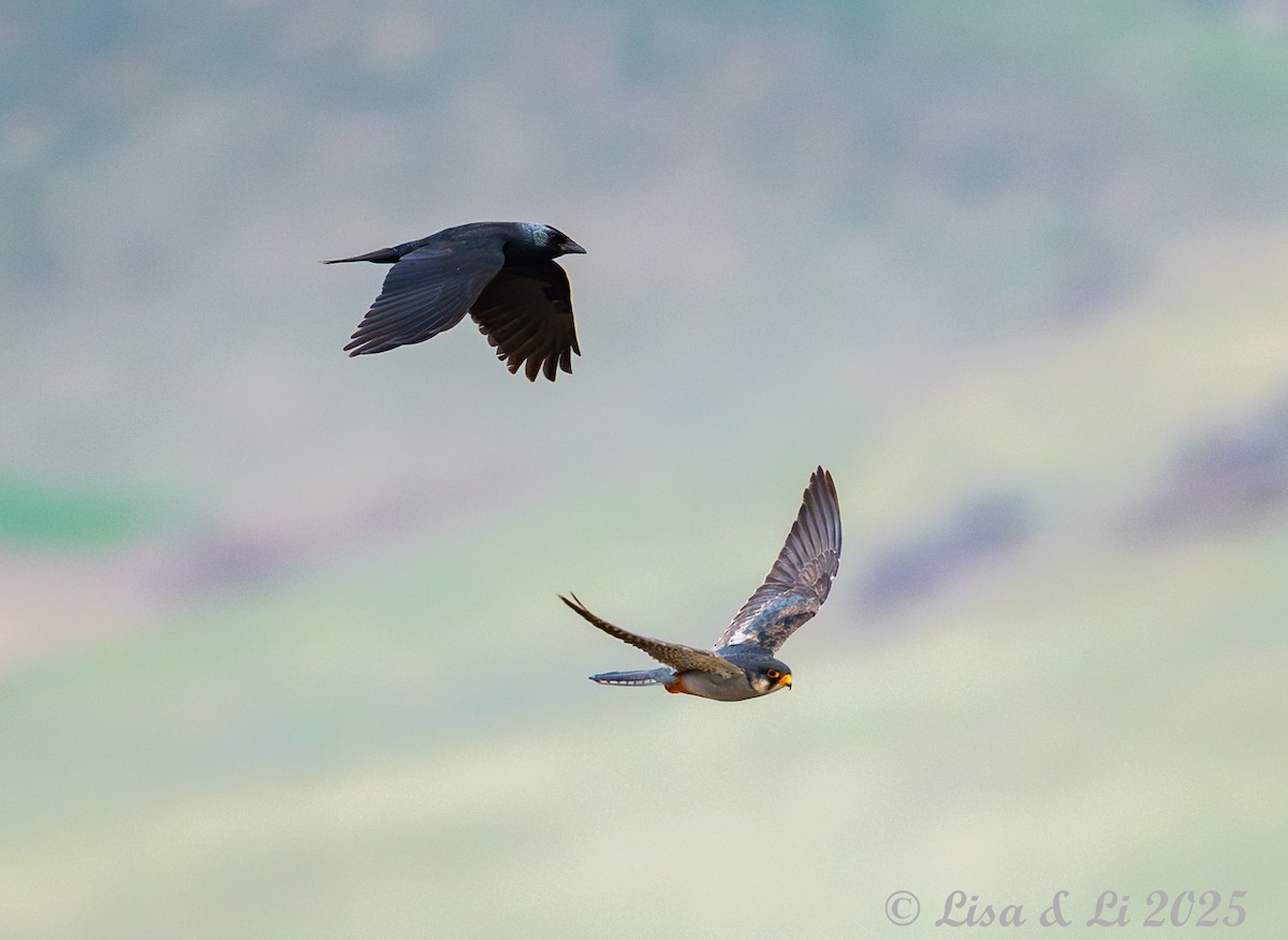 Daurian Jackdaw - ML637941734