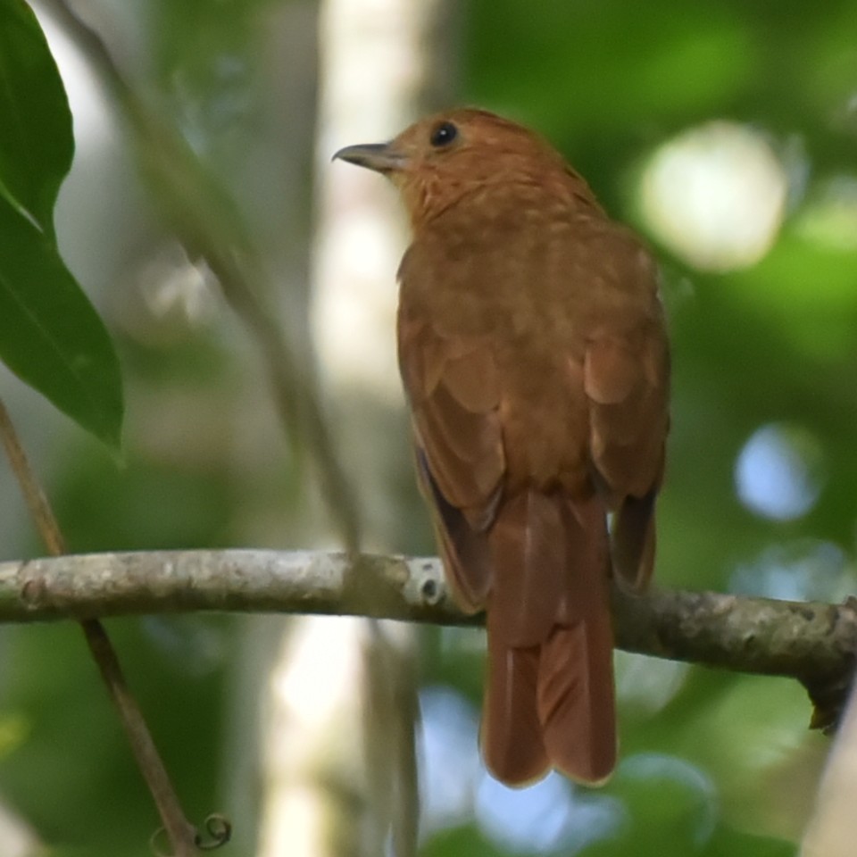 Rufous Piha - ML637941775